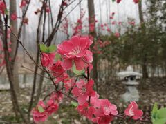 -合肥滨湖国家森林公园