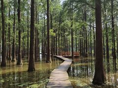 -渌洋湖湿地公园