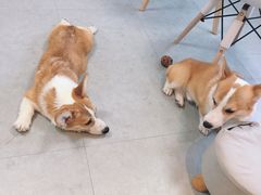 -汪说·狗咖(旺城大厦店)