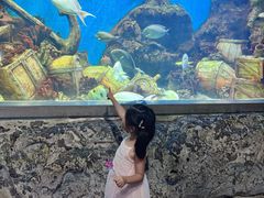 -合肥海洋世界