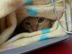 -创凡宠物医院·骨专科  猫科中心(西乡分院)