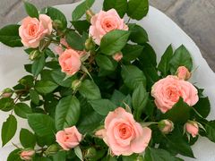 -双季花艺园艺市场(浦东店)