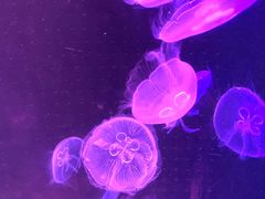 -锦艺城海洋馆
