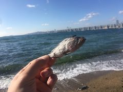 -银沙滩浴场