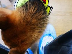 -南京Hallo宠物乐园·哈罗犬舍·柴犬繁育基地