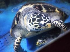 -太平洋海底世界