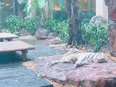 -白虎自助餐厅·真老虎·景观自助餐厅(广州长隆酒店)