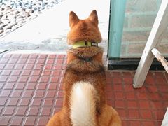 -柴犬高等学院·狗咖·柴犬售卖·宠物训练