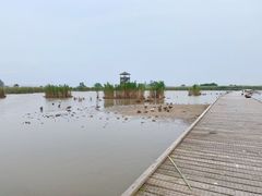 -盐城丹顶鹤湿地生态旅游区