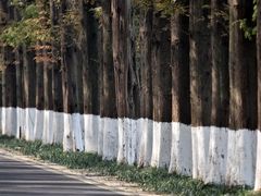 -黄海国家森林公园