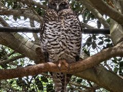 -费瑟代尔野生动物园