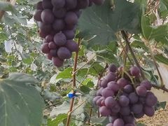 -南门山森林公园阳光生态葡萄园