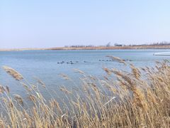 -盐城丹顶鹤湿地生态旅游区