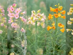 -中国天府农业博览园