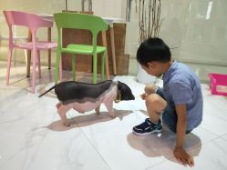 -Moni星球萌宠·小马宝莉·灵蛇·高端高阶全萌宠互动体验俱乐部(红豆国际广场店)