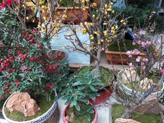 -武汉花鸟市场