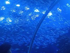 -海合安成都极地海洋公园