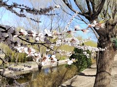 -海棠花溪(元大都城垣遗址公园)