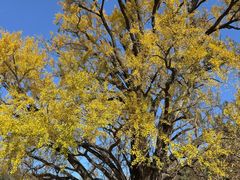 -千年银杏谷文化旅游区