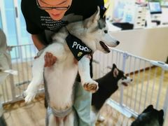 -Husky Go! 哈士奇体验馆·宠物咖啡厅狗咖