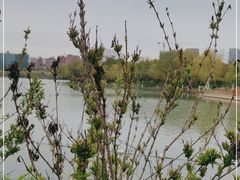 -天鹅湖体育公园