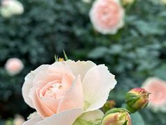 -人民公园(罗湖区)