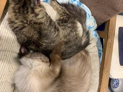 -猫亿天猫咖