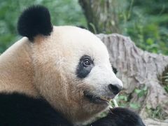-中国大熊猫保护研究中心雅安碧峰峡基地