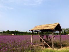 -北京东方普罗旺斯薰衣草庄园