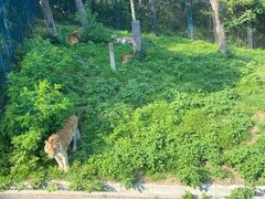 -大连森林动物园