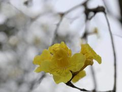 -天适樱花悠乐园
