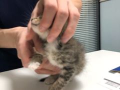 -伟伟宠物医院·CT影像中心·瑞派犬猫综合性门诊(汉口总院)