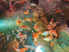 -鱼满舱·鲜活海鲜·正宗鲁菜