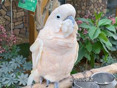 -南宫五洲植物乐园