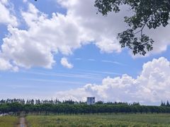 -上海长兴岛郊野公园