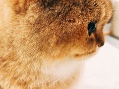 -飞行喵MR PILOT|猫舍·猫咖(静安大融城店)