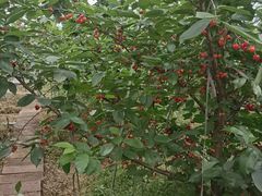 -樱桃山旅游景区