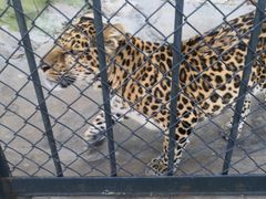 -大连森林动物园