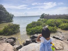 -宝安西湾红树林湿地公园