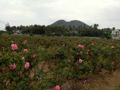 -亚龙湾国际玫瑰谷