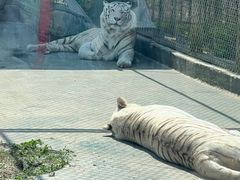 -五龙山野生动物王国