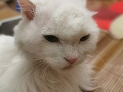 -纳吉亚猫专科动物医院(康都外科中心)