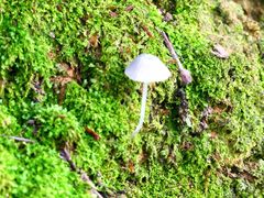 -风云岭森林公园