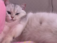 -东方名猫馆·英短金渐层布偶猫舍(环线广场1号楼店)