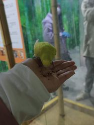 -神奇动物撸宠馆·羊驼·小浣熊·异宠(豫园店)