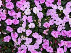 -徐家汇源景区-衡山公园