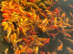 -武汉紫薇都市田园