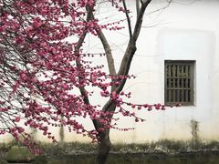 -龙坞茶村