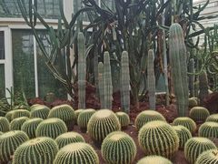 -昆明植物园