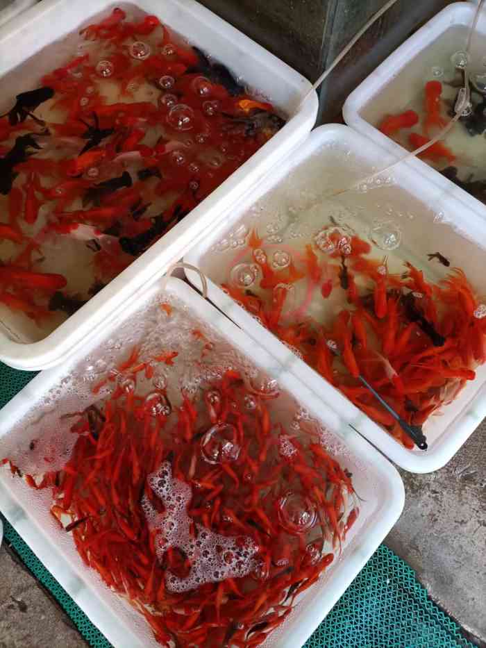 裕丰花鸟鱼虫市场